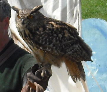 2(Sun) Pirate Festival - Birds of Prey - Owl
As it eyes the audience hungrily.
Keywords: gathering10