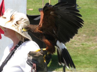 2(Sun) Pirate Festival - Birds of Prey - Wings
Majestic.
Keywords: gathering10