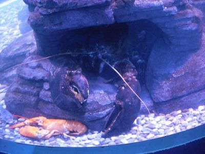Aquarium - Lobster
Looks tasty.
Keywords: gathering15