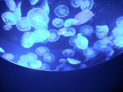 Aquarium - Jellyfish 2
Jellyfish in the ceiling.
Keywords: gathering15
