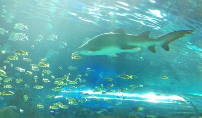 Aquarium - Shark 9
From the Aquarium.
Keywords: gathering15;Shark