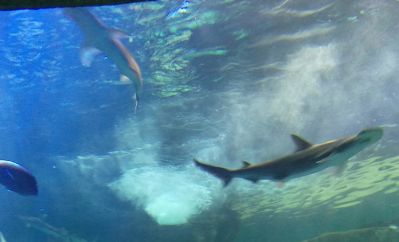 Aquarium - Shark 3
From the Aquarium.
Keywords: gathering15;Shark