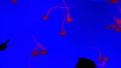 Aquarium - Jellyfish 5
More jellies.
Keywords: gathering15