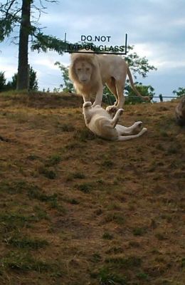 Zoo - Lions
