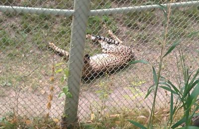 Zoo - Cheetah
