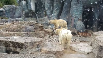 Zoo - Polar Bears
