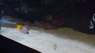 Zoo - Fish
