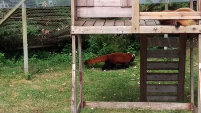 Zoo - Red Panda
