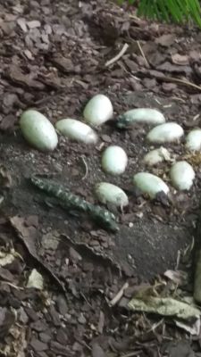Zoo - Lizard Eggs
