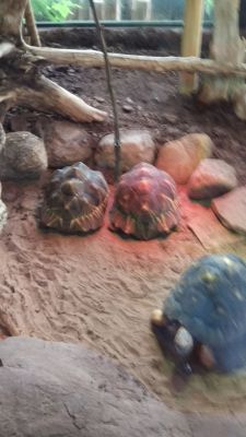 Zoo - Tortoises
