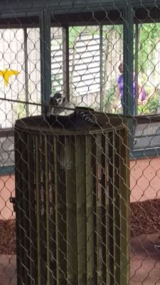 Zoo - Lemur
