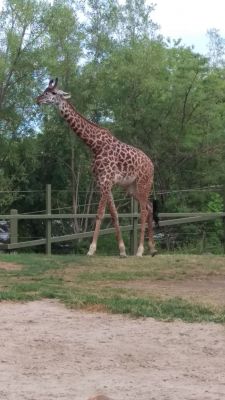Zoo - Giraffe
