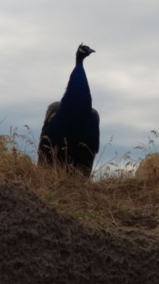 Zoo - Peacock
