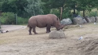 Zoo - Rhino
