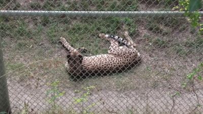 Zoo -  Cheetah
