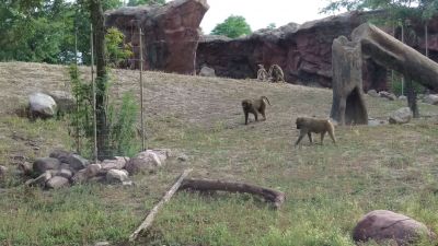 Zoo - Baboons
