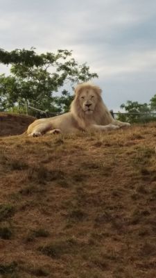 Zoo - Lion
