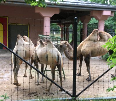 Zoo - Camels
