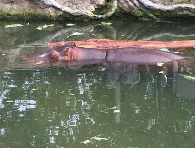 Zoo - Hippo
