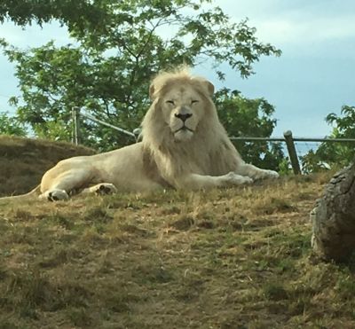 Zoo - Lion

