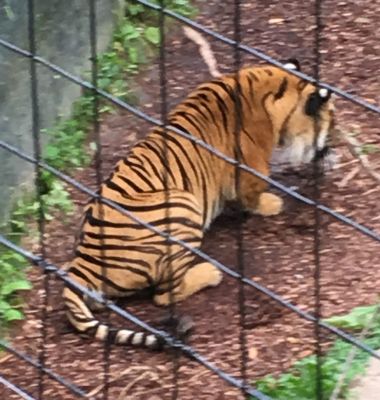 Zoo - Tiger
