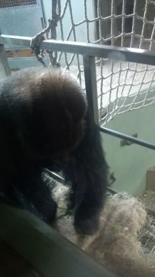Zoo - Gorilla

