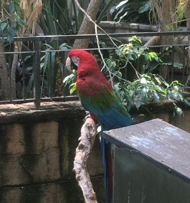 Bird Kingdom - Macaw
Keywords: gathering19