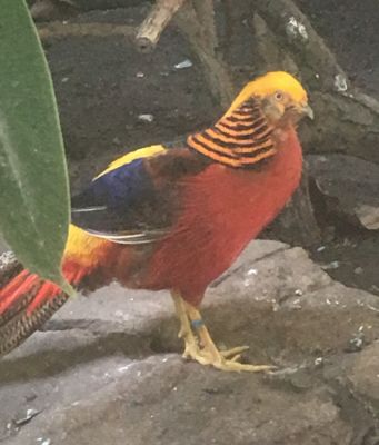 Bird Kingdom - Golden Pheasant
So colourful.
Keywords: gathering19