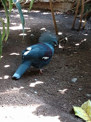 Bird Kingdom - Blue Crowned Pigeon
Keywords: gathering19