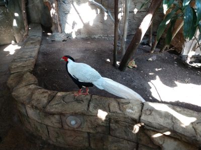 Bird Kingdom - Silver Pheasant
Keywords: gathering19