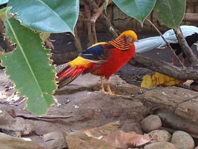 Bird Kingdom - Golden Pheasant
Keywords: gathering19