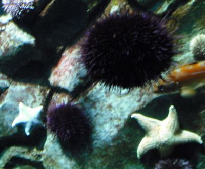 Aquarium - Urchins and Starfish
MM3 Scavenger Hunt - Needle / Shadow entry.
Keywords: gathering15;Needle;Shadow