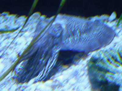 Aquarium - Cuttlefish
Cute little cthulu fish.
Keywords: gathering15