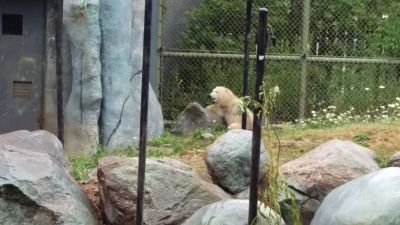 Zoo - Polar Bear
