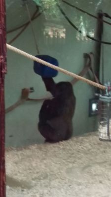 Zoo - Gorilla
