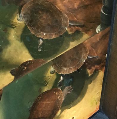 Zoo - Turtles
