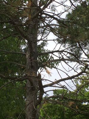 Zoo - Pine Tree
