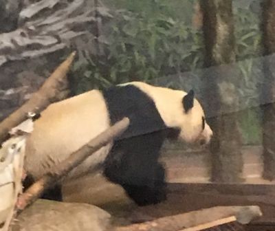 Zoo - Panda
