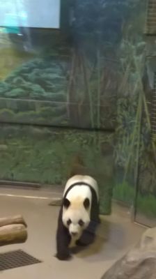 Zoo - Panda
