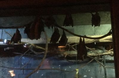 Bird Kingdom - bats
Not actual birds, from what I hear.
Keywords: gathering19