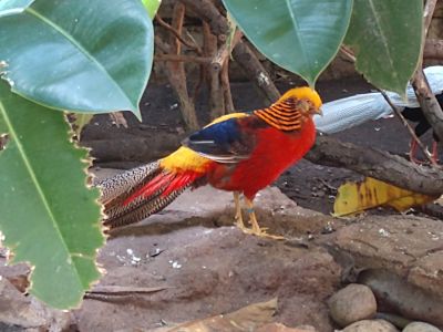 Bird Kingdom - Golden Pheasant
Keywords: gathering19