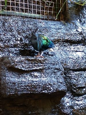 Bird Kingdom - Nicobar Pigeon
Keywords: gathering19