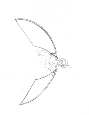 Oberon - wings
