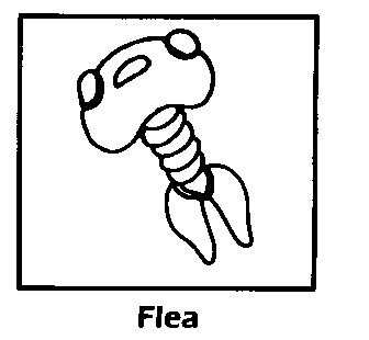 Flea
